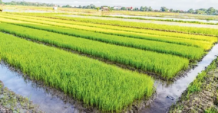 অতিভারী বৃষ্টিতে আমন বীজতলা ও চারা রক্ষা করবেন যেভাবে