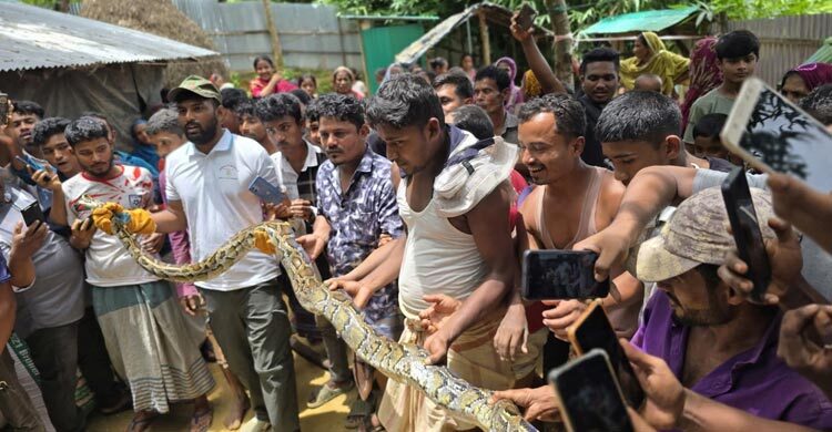 বাড়ির আমগাছে মিললো ১০ ফুটের বার্মিজ অজগর