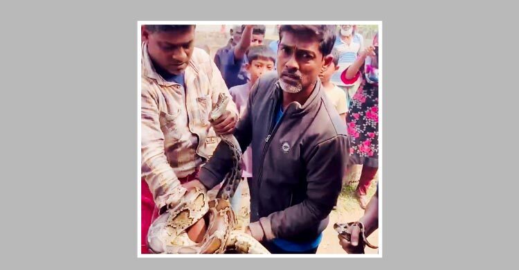 শ্রীমঙ্গলে ঘরের সিলিং থেকে ১০ ফুট দৈর্ঘ্যের অজগর উদ্ধার