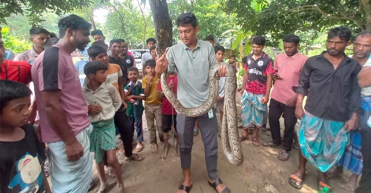 লোকালয়ে চলে আসা ১২ ফুট দৈর্ঘ্যের অজগর সাপ উদ্ধার