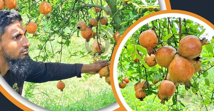 চাকরির পেছনে না ছুটে আনার চাষে সফল আবদুল্লাহ