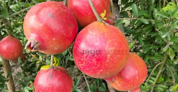 anar