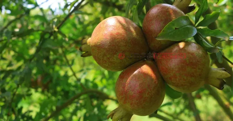 anar