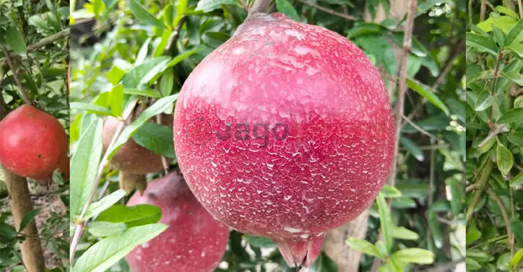 anar