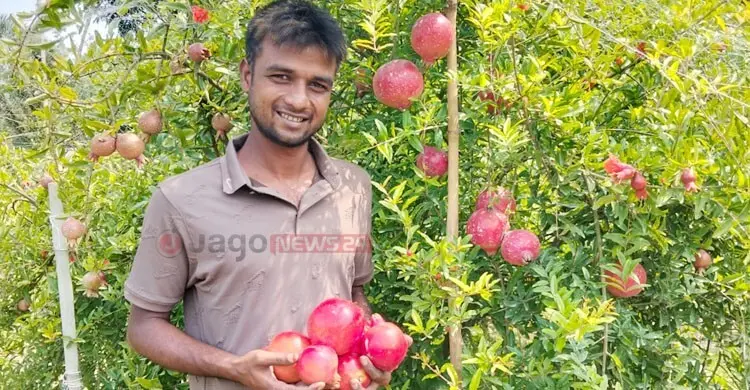 আনার চাষে সফল শিবলী সাদিক, বাগানে আছে ৩০০ গাছ