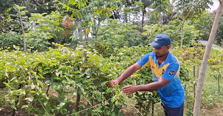 আনারকলি ফল চাষে সফল ঝিনাইদহের স্টালিন