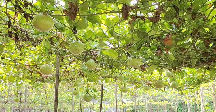 আনারকলি ফল চাষে সফল ঝিনাইদহের স্টালিন