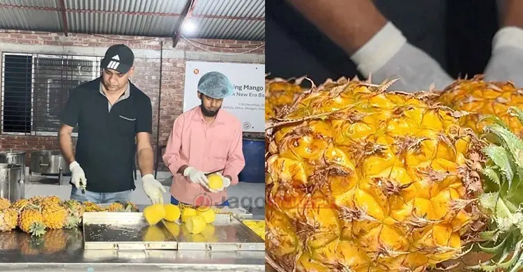 চাঁপাইনবাবগঞ্জে বাণিজ্যিক ড্রাই আনারসে ব্যাপক সম্ভাবনা