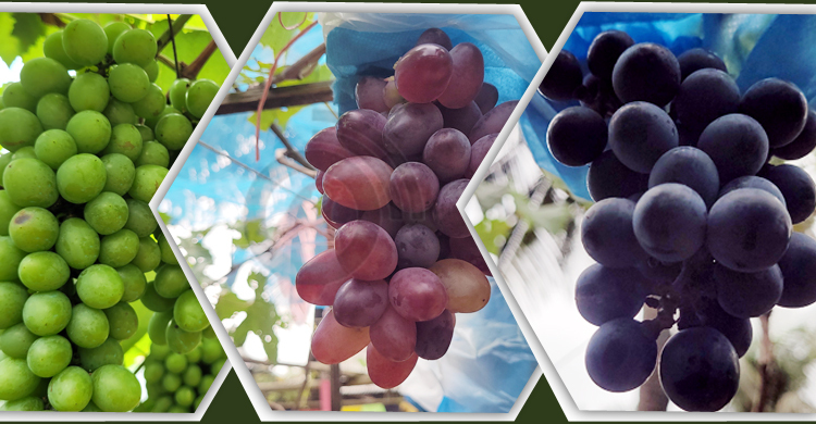 গারো পাহাড়ে চাষ হচ্ছে ৫০ জাতের বিদেশি আঙুর