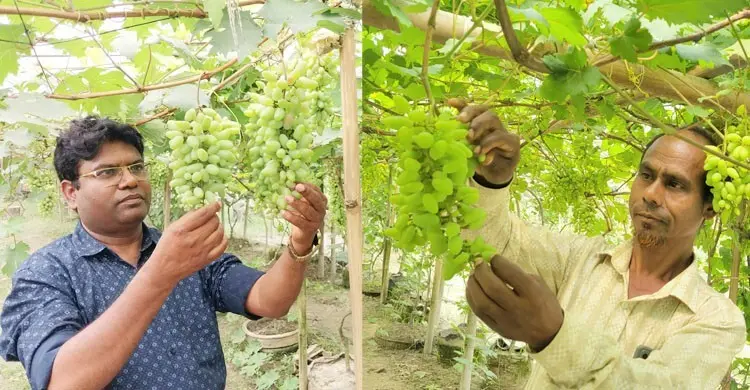 ফুলবাড়ীতে আঙুর চাষে বা‌জিমাত, ৪৫ মণ উৎপাদনের আশা