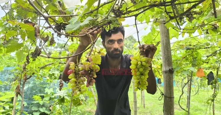 আঙুর চাষে সফল বাবর শেখ, বাগানে আছে ২০০ গাছ