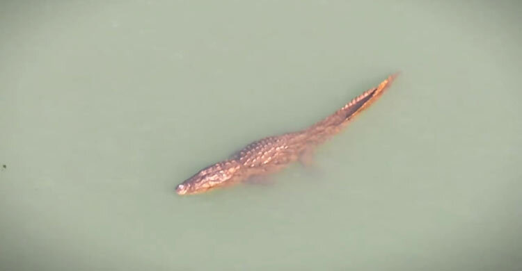 গড়াই নদীতে দেখা মিলছে কুমিরের, আতঙ্কে স্থানীয়রা