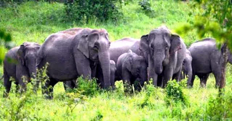 রামুতে বসতিতে বন্যহাতির হামলা, এক শিশু নিহত