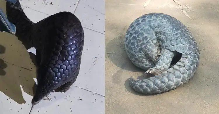 পঞ্চগড়ে বিপন্ন প্রজাতির বনরুই উদ্ধার
