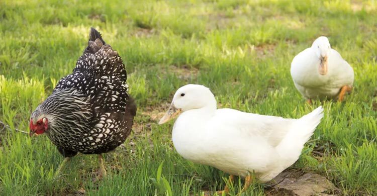 গরম পানিতে ড্রেসিং করলে কি হাঁস-মুরগি হারাম হয়ে যায়?