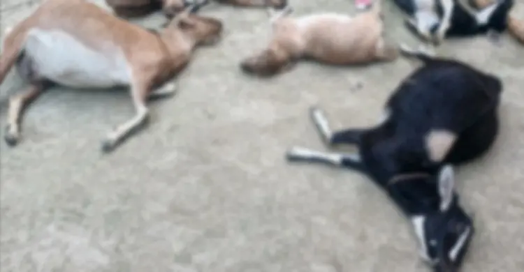 বিষ দিয়ে শ্বশুরের গরু-ছাগল-মাছ মেরে ফেলার অভিযোগ জামাইয়ের বিরুদ্ধে