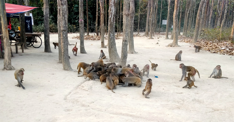 বনে খাবারের অভাব, দলবেঁধে লোকালয়ে ছুটছে বানর