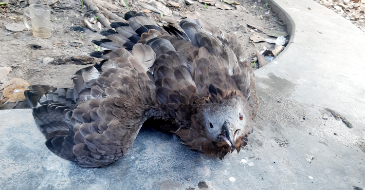 নাটোরে বিলুপ্ত প্রায় হিমালয়া ঈগল উদ্ধার