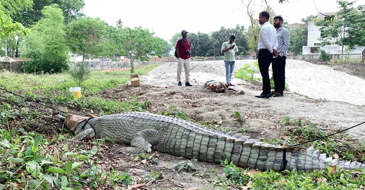 বাংলাদেশের প্রথম ঘড়িয়াল প্রজনন কেন্দ্রের উদ্বোধন হলো রাজশাহীতে। মঙ্গলবার (১৫ এপ্রিল) নগরীর শহীদ জিয়া শিশু পার্ক রোডে কেন্দ্রটির উদ্বোধন