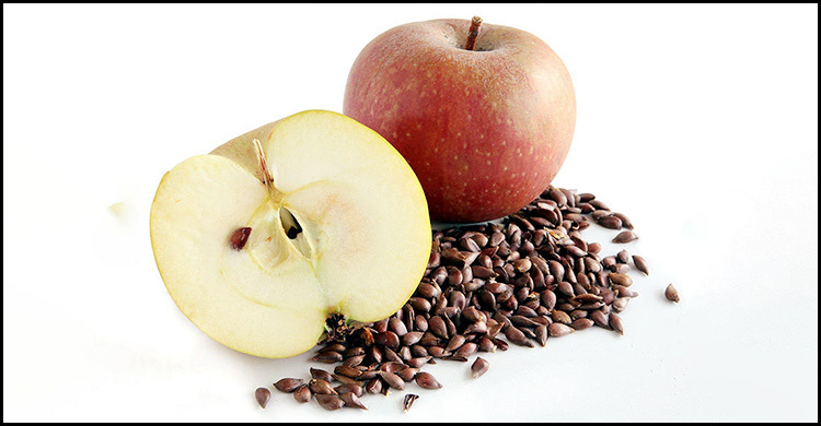 আপেলের বীজ চিবিয়ে খাওয়া কতটা বিপজ্জনক?