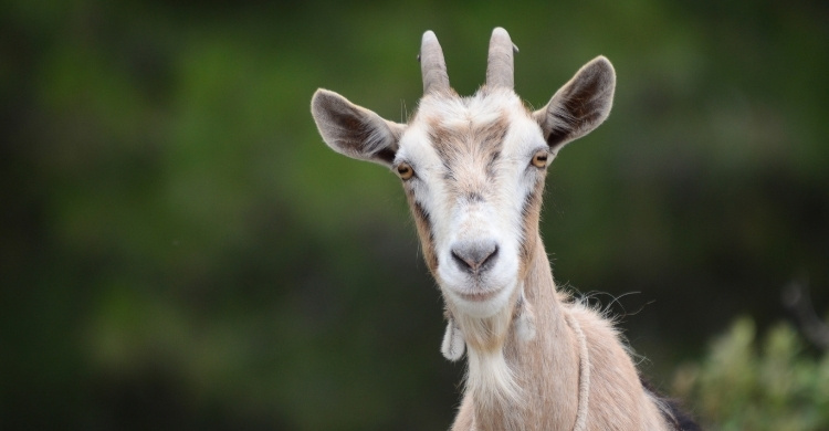 আকিকার নিয়ম ও দোয়া