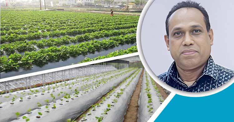 কৃষিতে জৈব মালচিং পেপার কেন ব্যবহার করবেন?