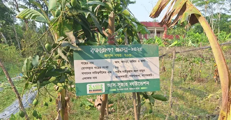 সারাদেশে সাড়ে ৫ লাখ ফলদ গাছের চারা রোপণ