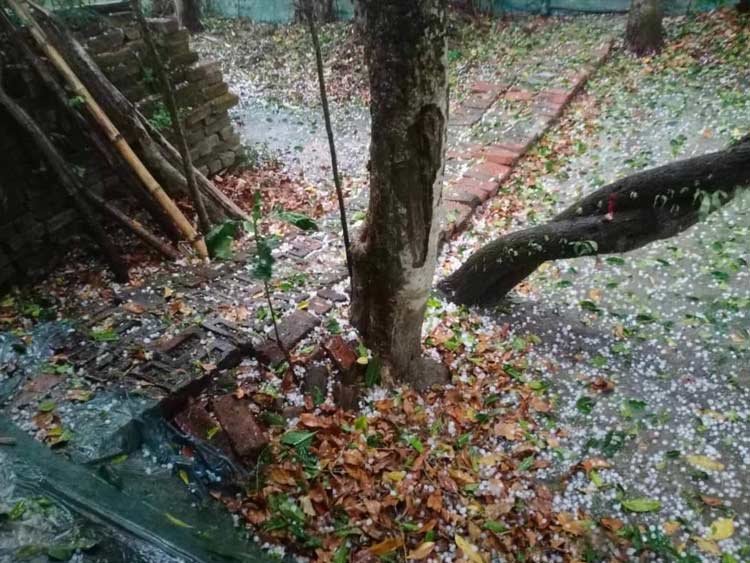 রামপালে ঝড় শিলাবৃষ্টিতে ফসলের ব্যাপক ক্ষতি