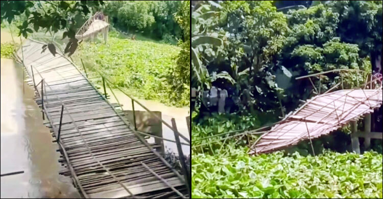 ২২ গ্রামের চাঁদায় গড়া বাঁশের সাঁকো ভেঙে পড়লো কচুরিপানার চাপে