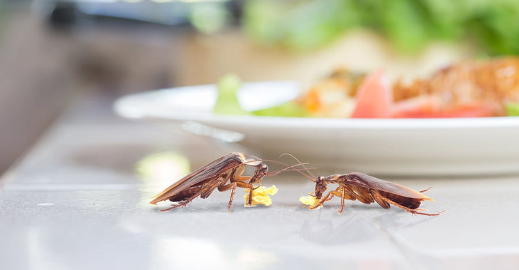 তেলাপোকা পড়ে মারা গেলে কি খাবার অপবিত্র হবে?