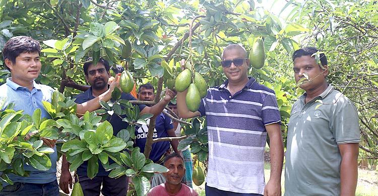 ইন্দোনেশিয়ার অ্যাভোকাডো চাষ হচ্ছে মিরসরাইয়ে