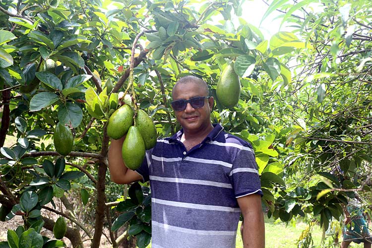 ইন্দোনেশিয়ার অ্যাভোকাডো চাষ হচ্ছে মিরসরাইয়ে