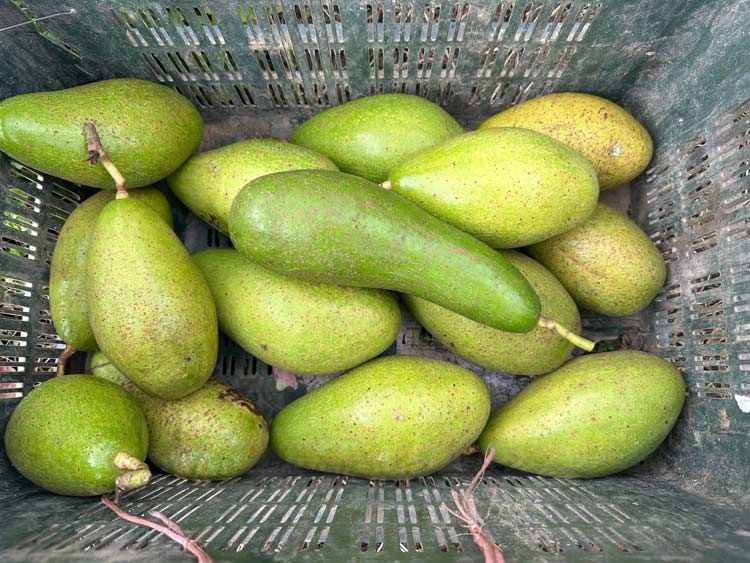 ইন্দোনেশিয়ার অ্যাভোকাডো চাষ হচ্ছে মিরসরাইয়ে