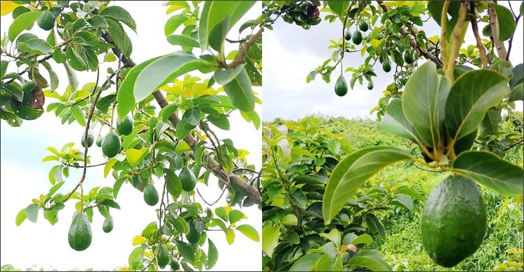 বান্দরবানে আবাদ হচ্ছে ম্যাক্সিকোর বিখ্যাত ফল অ্যাভোকাডো
