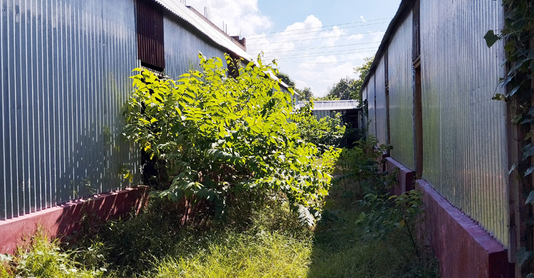 প্রবাসীর মার্কেট এখন ‘জঙ্গলবাড়ি’, ভাইয়ের বিরুদ্ধে ১৪ মামলা
