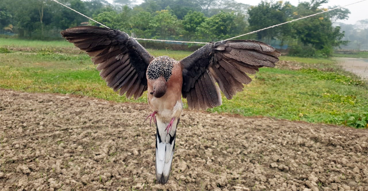 গম খাওয়ার অপরাধে বিষ প্রয়োগে দুই শতাধিক ঘুঘু হত্যা