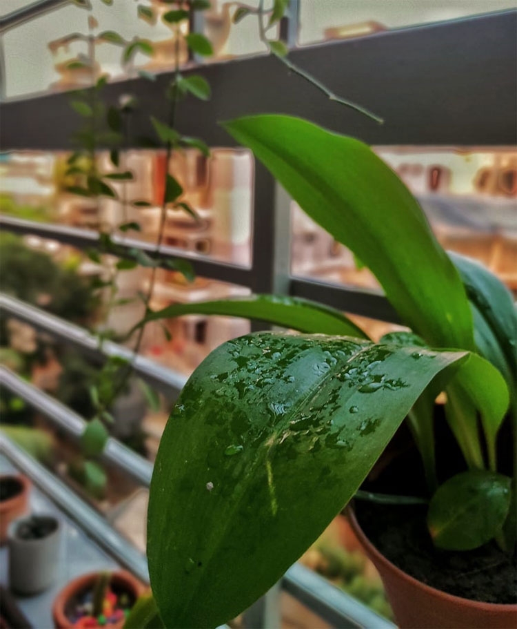 বারান্দা সাজানোর ৫ দেশি কায়দা