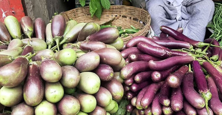 বগুড়ায় ১০০ টাকার বেগুন ২০, তবুও মিলছে না ক্রেতা