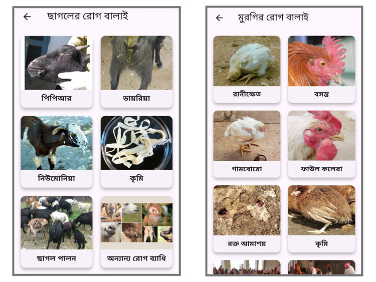 বাকৃবি অধ্যাপকের তৈরি অ্যাপে ইন্টারনেট ছাড়াই মিলবে গবাদিপশুর সেবা