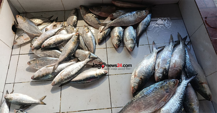 পাল্টেছে ইলিশের মৌসুম, দাবি জেলেদের