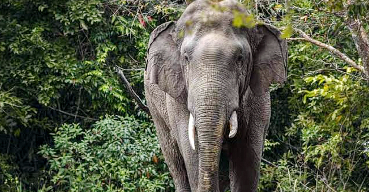 বান্দরবানে হাতির আক্রমণে প্রাণ গেলো কৃষকের