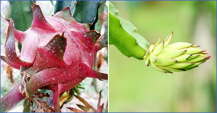 প্রবাস থেকে খালি হাতে ফিরে ড্রাগন চাষে সফল বাবুল