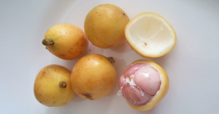 লটকন খাওয়ার আগে যে বিষয়গুলো জানা দরকার