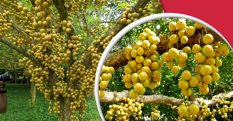 লটকন খাওয়ার আগে যে বিষয়গুলো জানা দরকার
