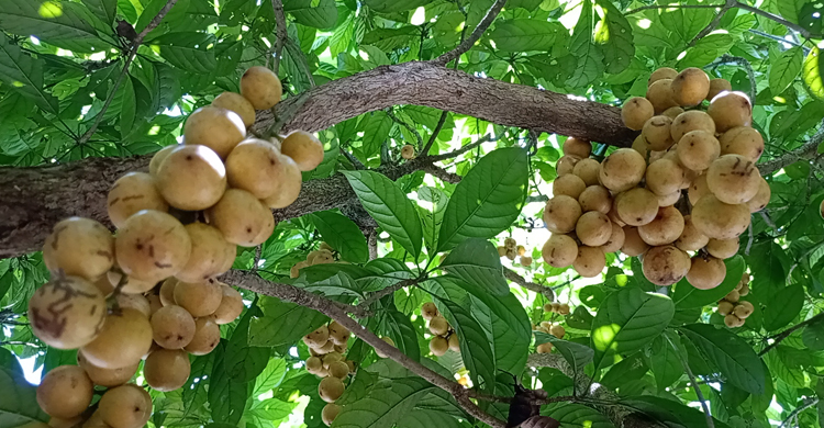 লটকন খাওয়ার আগে যে বিষয়গুলো জানা দরকার