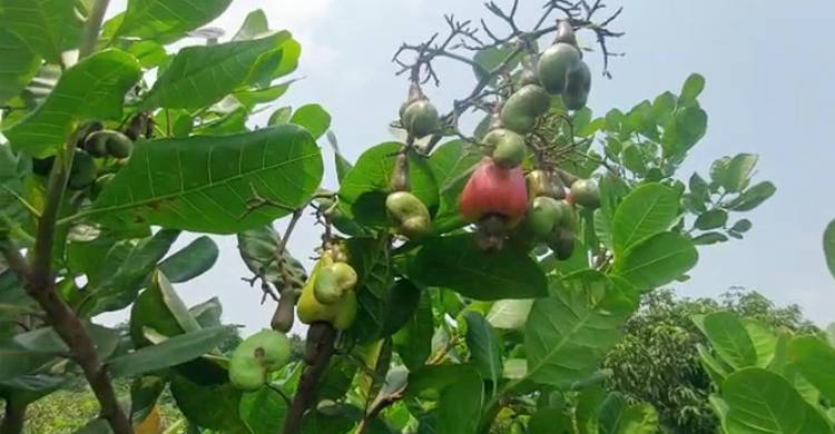 কৃষকের পেয়ারা বাগানে পাহাড়ের কাজুবাদাম