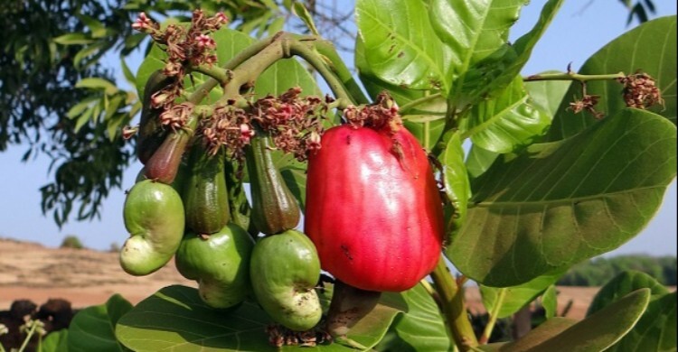 বাজেটে কাজুবাদাম চাষে উৎসাহ, আমদানি শুল্ক বাড়লো
