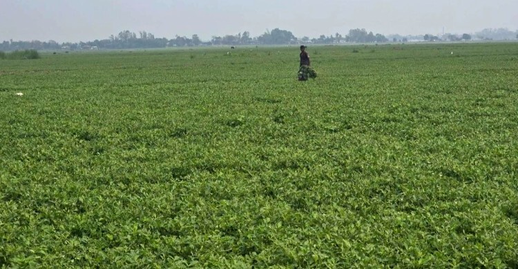 নরসিংদীর চরে বাড়ছে বাদাম চাষ, কৃষকের মুখে হাসি