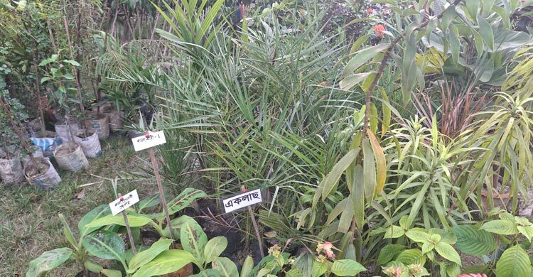 বাগেরহাটে বৃক্ষমেলায় সৌদি খেজুরের চারা বিক্রির ধুম