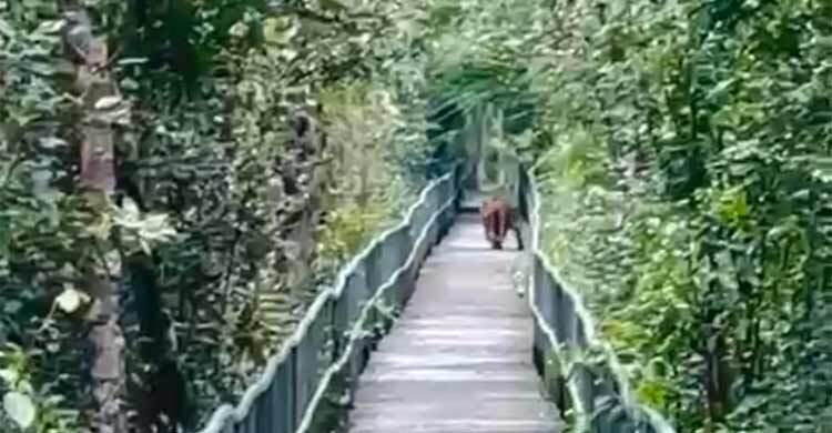 সুন্দরবনের হাড়বাড়িয়া পর্যটন কেন্দ্রের ফুট ট্রেইলে বাঘের বিচরণ
